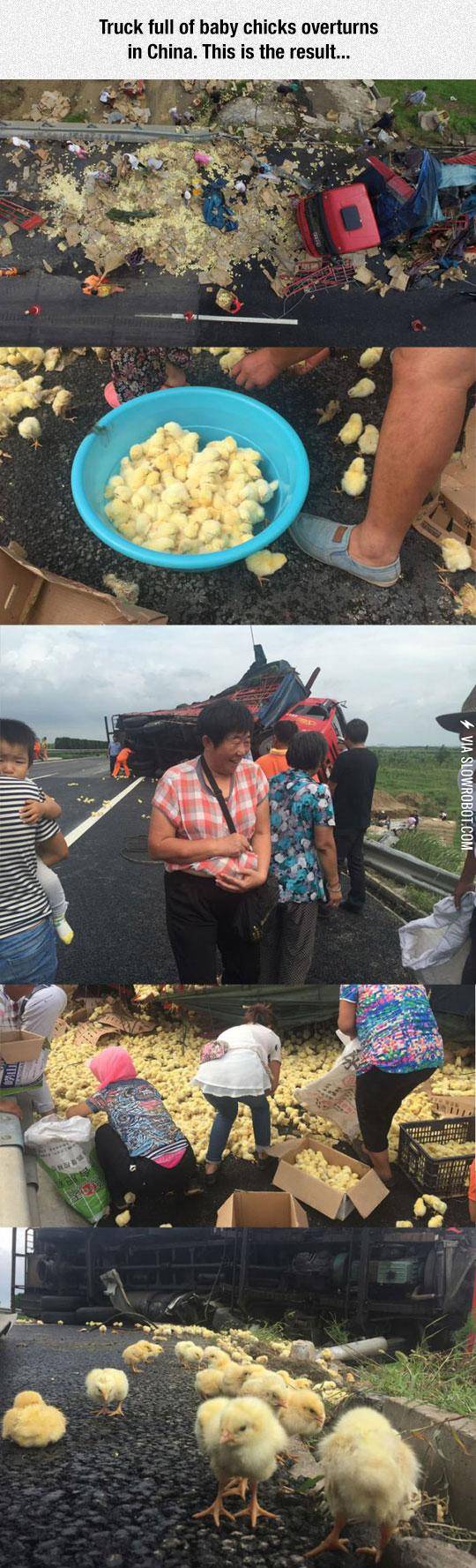 Truck+Full+of+Baby+Chicks