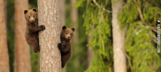 Baby+bears+in+a+tree