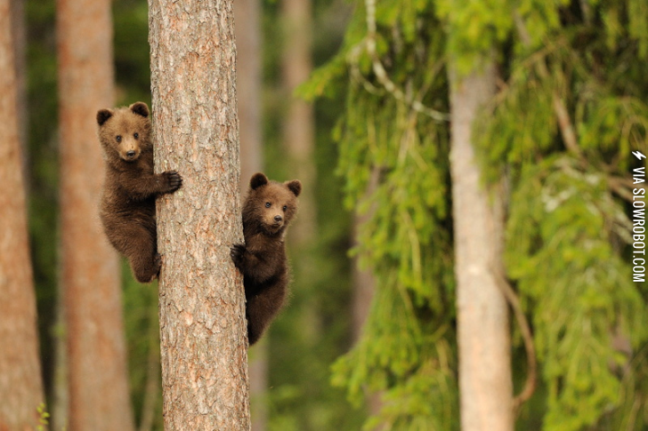 Baby+bears+in+a+tree