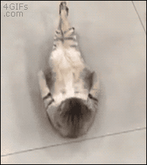 Going+to+the+gym+be+like