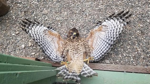 I+was+divebombed+by+a+hawk+that+waited+for+me+to+attack+back