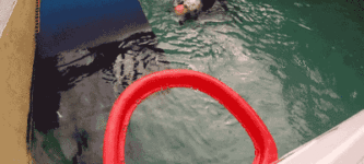 Sea+Otter+Hoop+Dreams