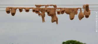 Weaver+Birds+nests+on+electrical+wires.