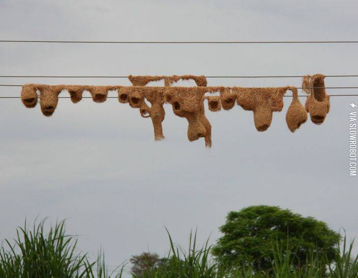Weaver+Birds+nests+on+electrical+wires.