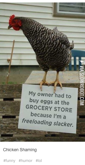 Chicken+shaming
