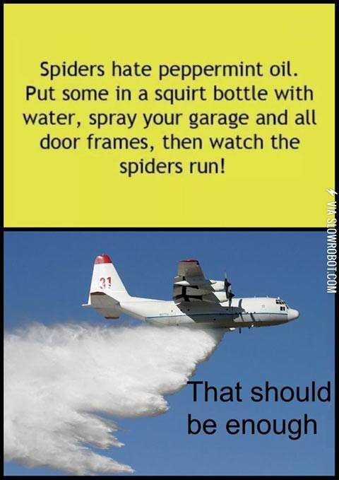 Spiders+hate+peppermint+oil.