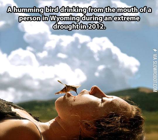 Humming+birds+get+thirsty+too.