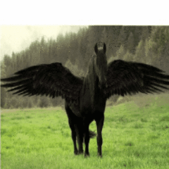 BLACK+STALLION+PEGASIS