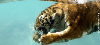 Just+a+tiger+roaring+underwater
