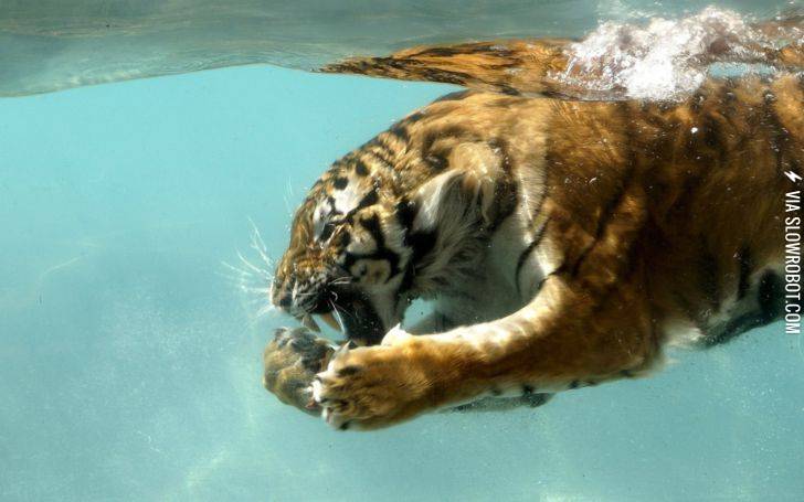 Just+a+tiger+roaring+underwater