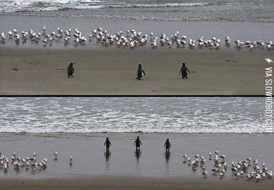 No+One+Messes+With+These+Badass+Penguins