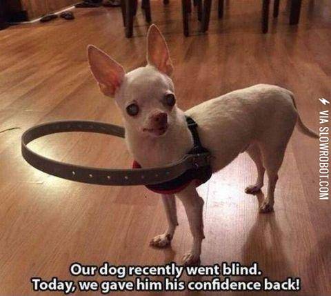 Now+he+won%26%23039%3Bt+bump+into+stuff+with+his+nose