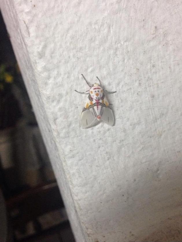 I+hate+clowns+and+I+hate+flies%2C+but+I+totally+love+clown+fly.