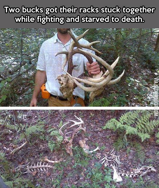 Nature+is+brutal.