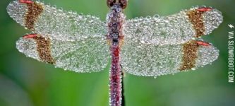 Morning+dew+on+a+dragonfly.