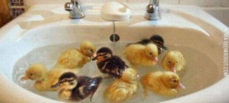 Ducklings+having+a+bath