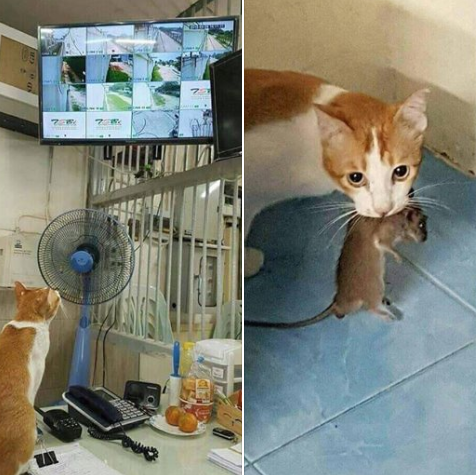 Someone+takes+their+job+very+seriously.