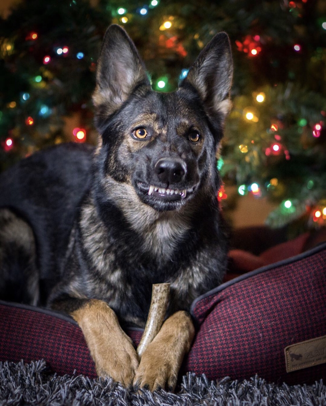 I+asked+my+dog+to+smile