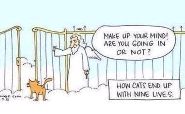 How+Cats+End+Up+With+Nine+Lives