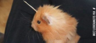 My+hamster+has+a+tuft+of+fur+that+makes+him+look+like+a+unicorn.