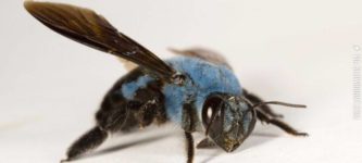 The+Blue+Carpenter+Bee.