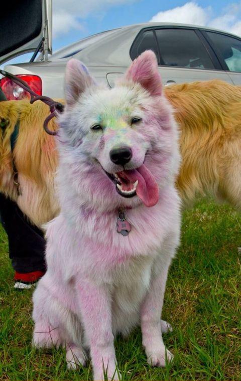 This+dog+went+on+a+color+run%21