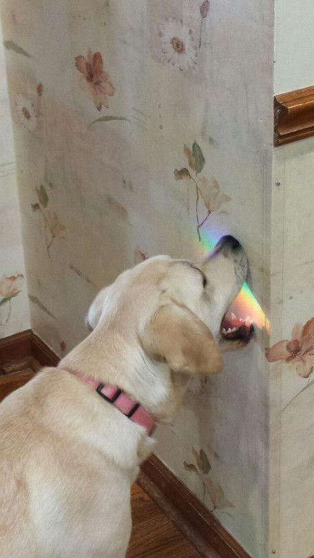 Taste+the+Rainbow