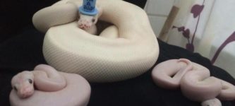 Snake+just+became+a+father