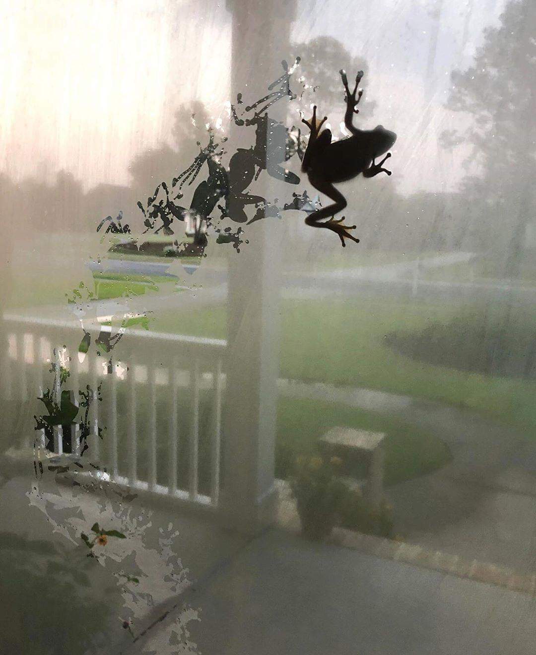 Frogger+for+Windows+XP+SP2