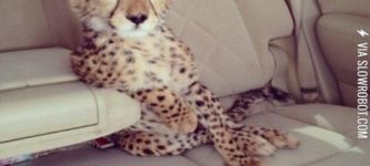 Life+as+a+cheetah