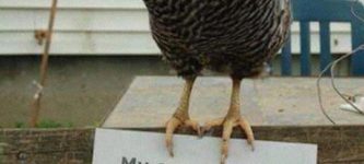 Chicken+Shaming