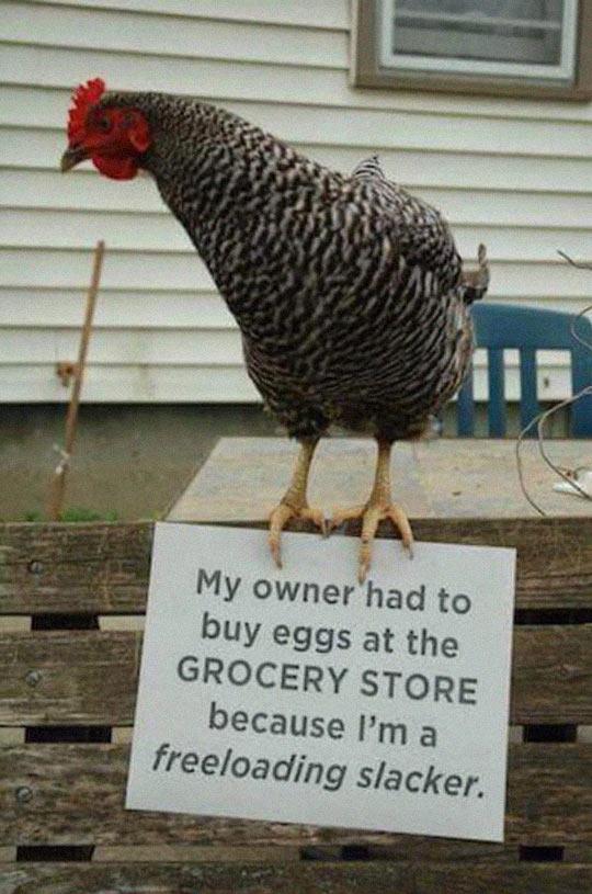 Chicken+Shaming