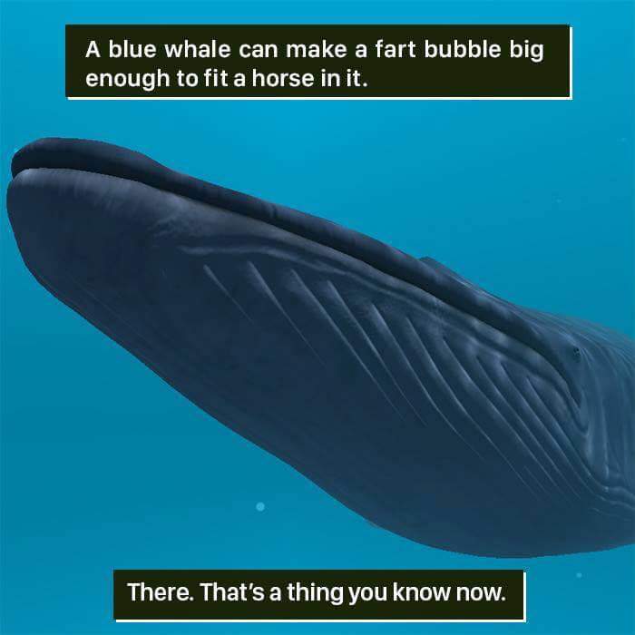 Whale+farts