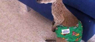 Baby+kangaroo+in+a+diaper+after+being+saved+from+a+forest+fire