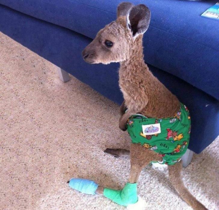 Baby+kangaroo+in+a+diaper+after+being+saved+from+a+forest+fire