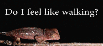 Do+I+Feel+Like+Walking%3F