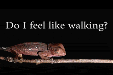 Do+I+Feel+Like+Walking%3F