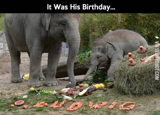 An+elephant%26%238217%3Bs+birthday.