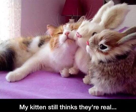 Fake+Bunnies+Can+Be+Good+Friends+Too