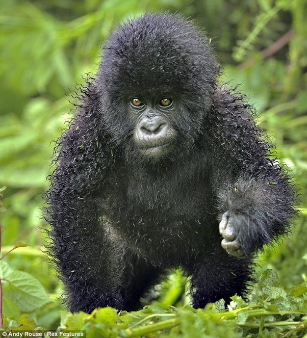 A+curly+haired+baby+gorilla+for+those+who+haven%26%238217%3Bt+seen+one.
