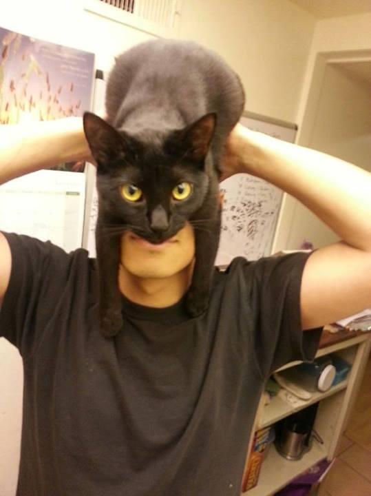 How+to+look+like+Batman%2C+using+your+cat