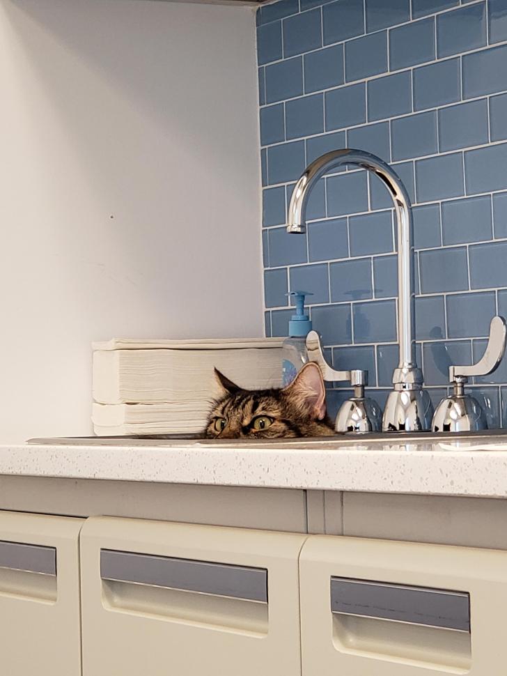 Not+convinced+the+vet+has+her+best+interest+in+mind.