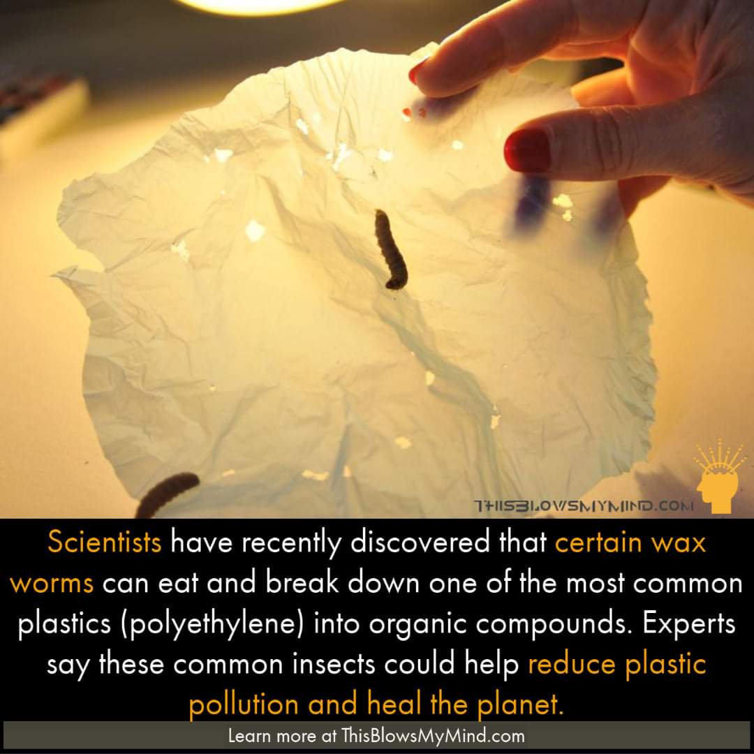 This+really+does+blowsmymind