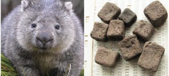 Wombats+poop+naturally+comes+in+cubes%2C+BTW.