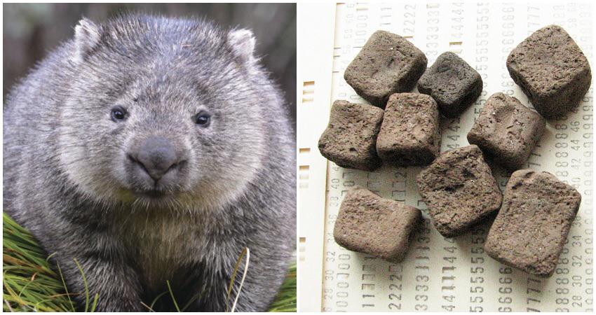 Wombats+poop+naturally+comes+in+cubes%2C+BTW.