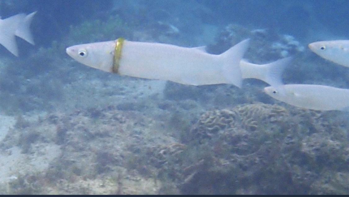 Australian+diver+spots+fish+rocking+a+gold+wedding+ring+in+the+Pacific+Ocean%26%238230%3B+and+it%26%238217%3Bs+beautiful.