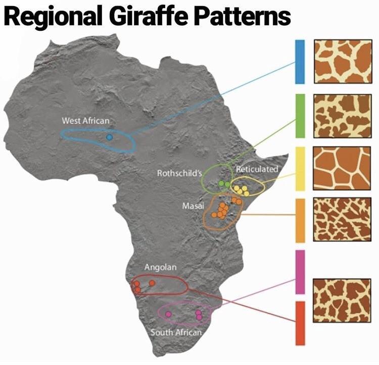African+giraffe%2C+or+european+giraffe%3F