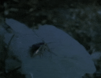 If+only+mating+were+this+easy.