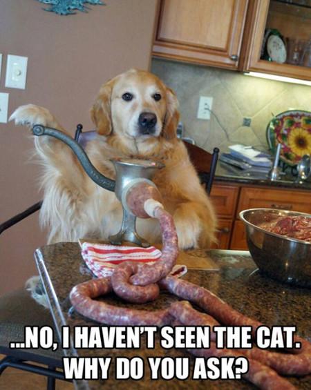 Dog%2C+Have+You+Seen+The+Cat%3F