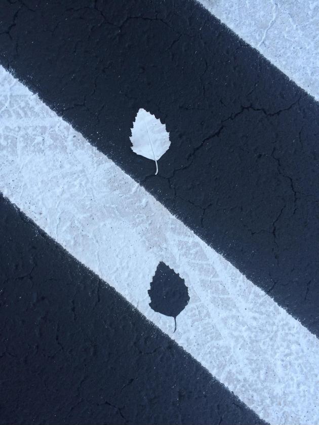 This+leaf+that+got+in+the+way+of+the+street+painter